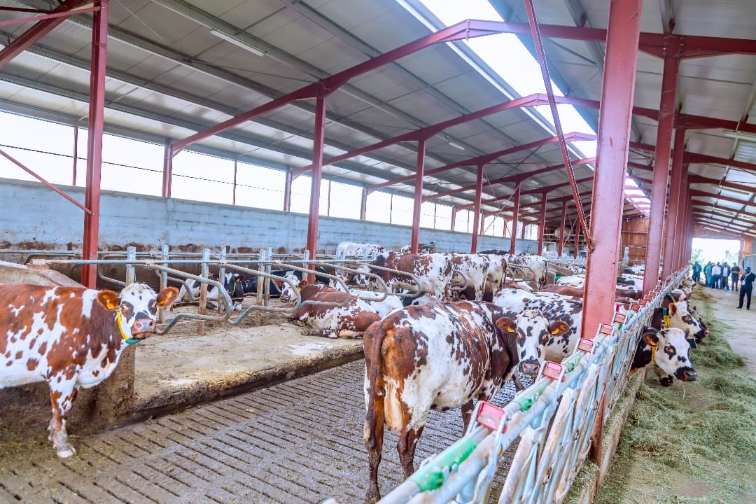 Agriculture and farming project in Osun State 2