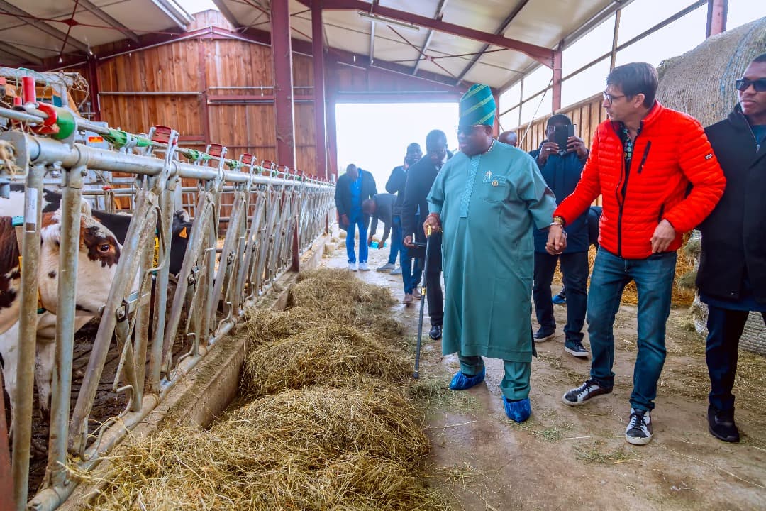 Osun agriculture and livestock project photo 8